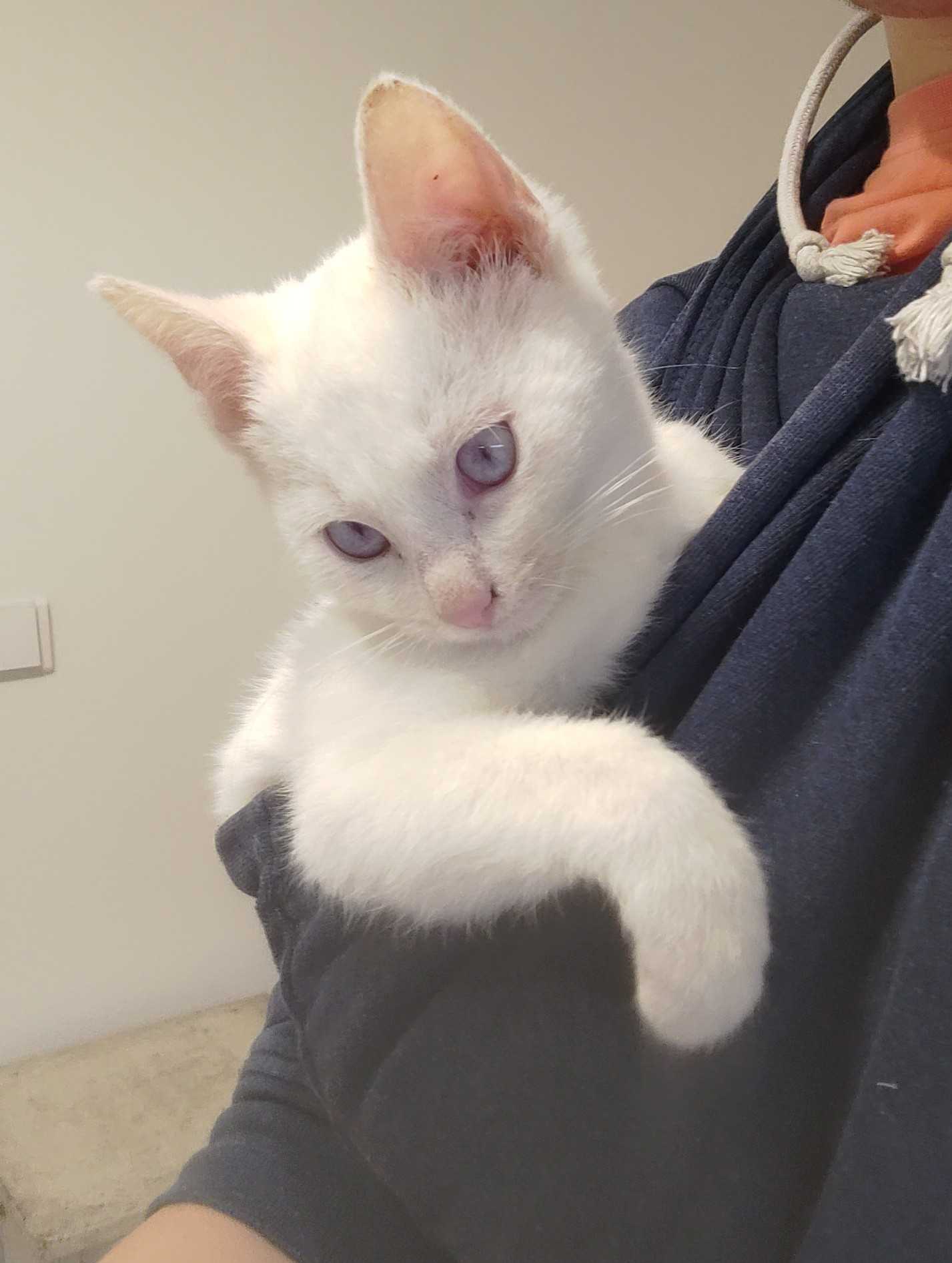 350_repcap_cat.jpg