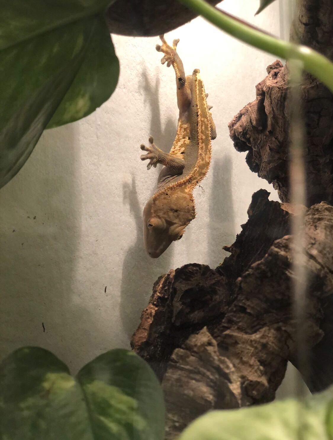 gecko_recap2.jpg