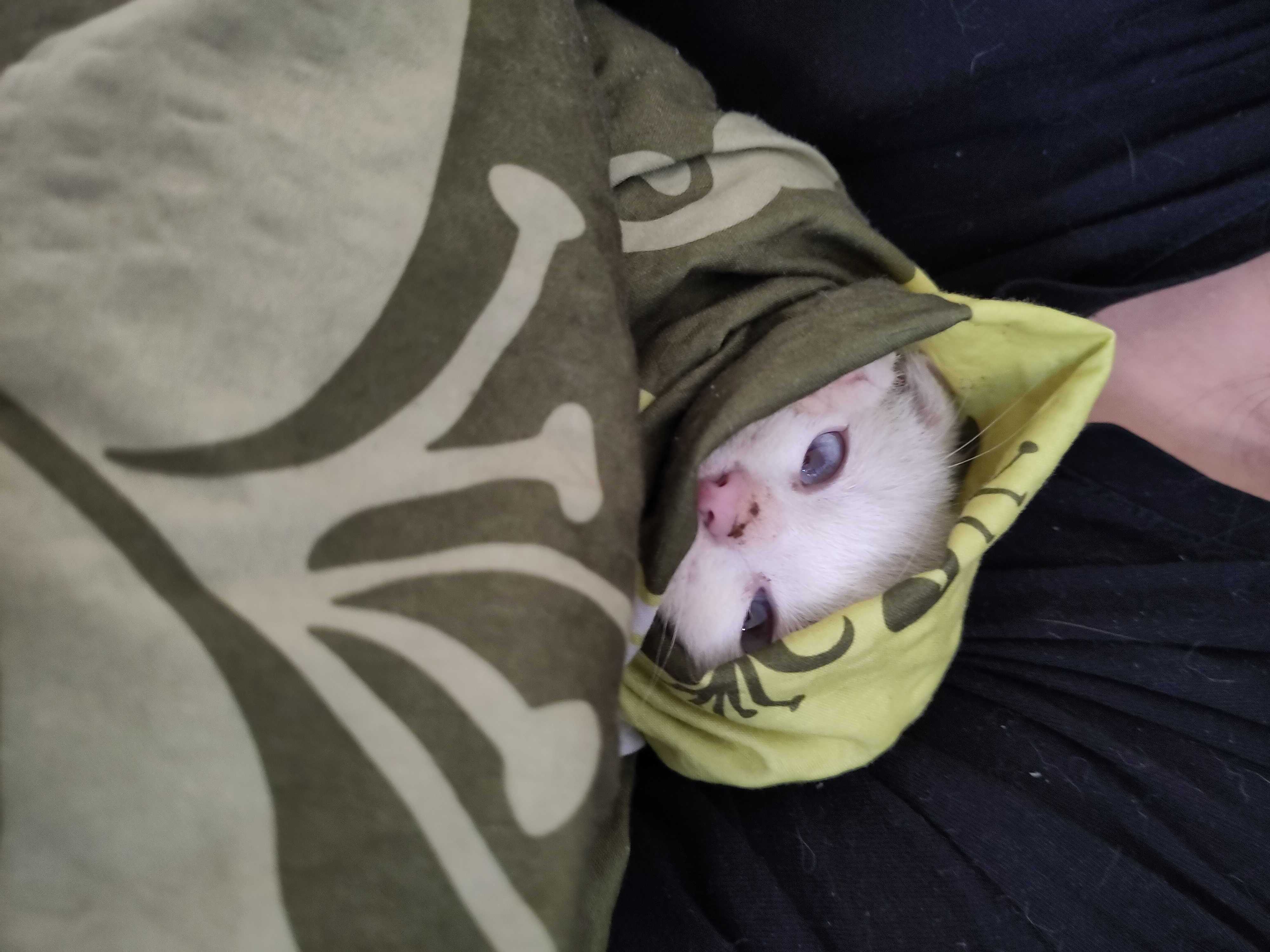 350_repcap_cat2.jpg