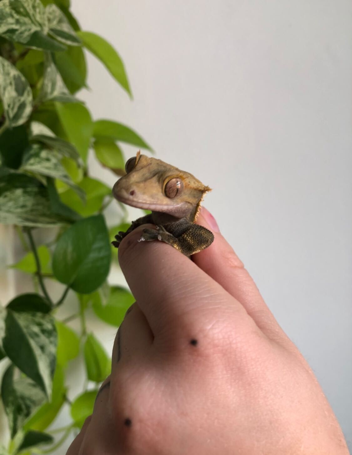 gecko_recap.jpg