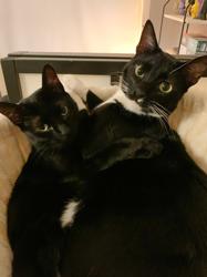 kocicka_9.jpeg