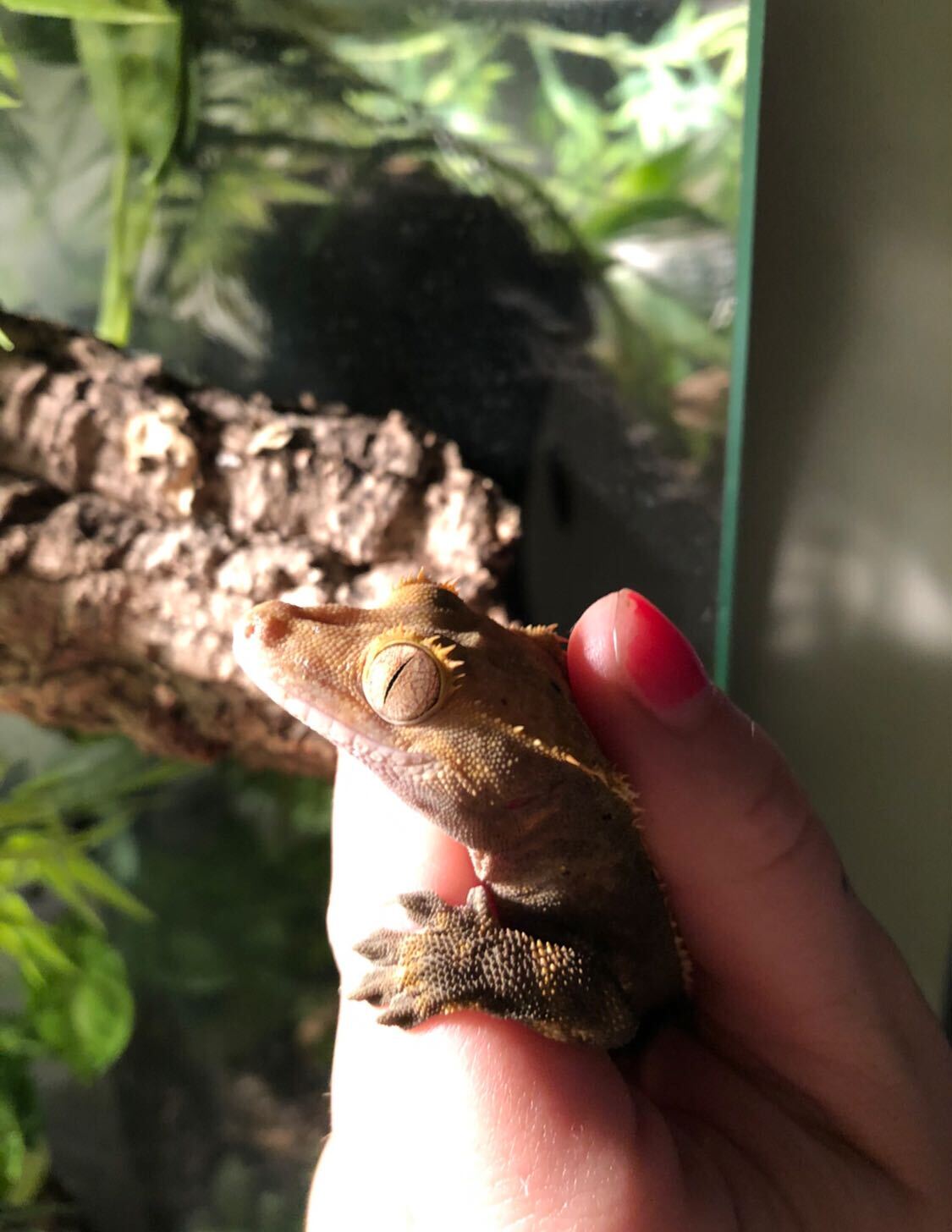 gecko_recap3.jpg